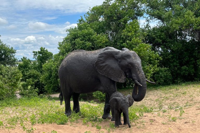 Elefantes de Chore, Botswana.
