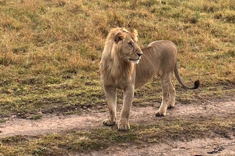 León, Masai Mara